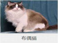 河北流量王商贸有限公司