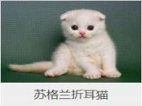 河北流量王商贸有限公司