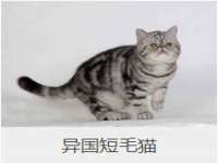 河北流量王商贸有限公司