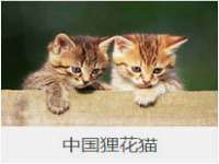 河北流量王商贸有限公司