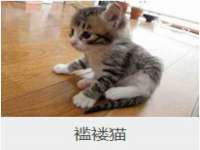 河北流量王商贸有限公司