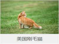 河北流量王商贸有限公司