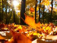 河北流量王商贸有限公司