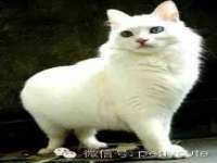 河北流量王商贸有限公司
