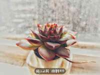 河北流量王商贸有限公司