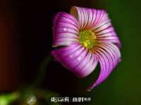 河北流量王商贸有限公司