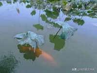 河北流量王商贸有限公司