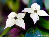 河北流量王商贸有限公司