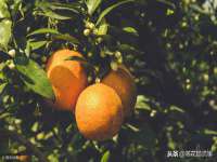 河北流量王商贸有限公司