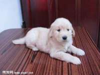 河北流量王商贸有限公司