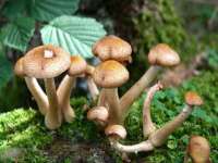 河北流量王商贸有限公司