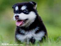 河北流量王商贸有限公司