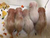 河北流量王商贸有限公司